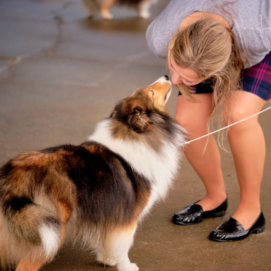 Grooming a tri-color Sheltie at a show