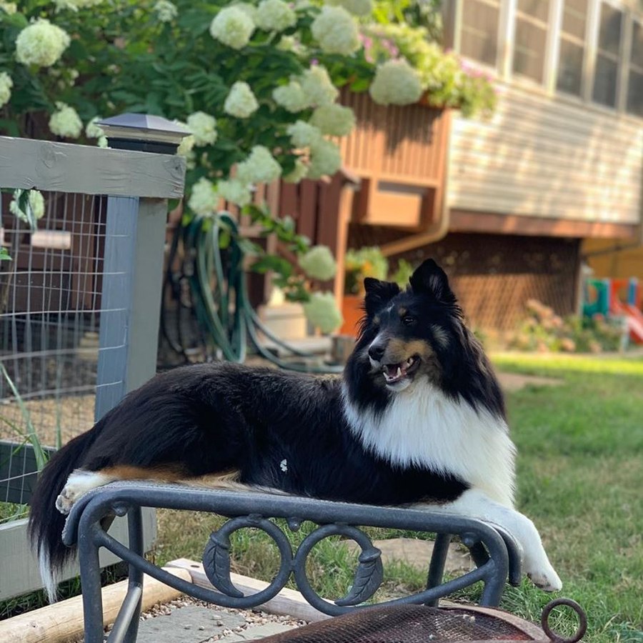 Blue merle Sheltie