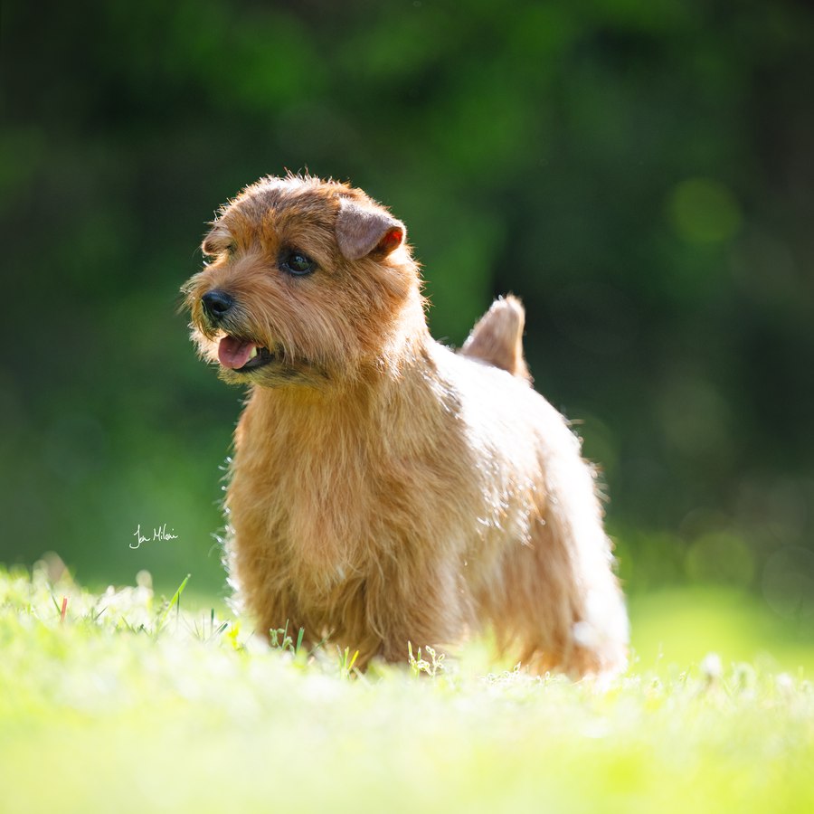 Norfolk Terrier in the grass