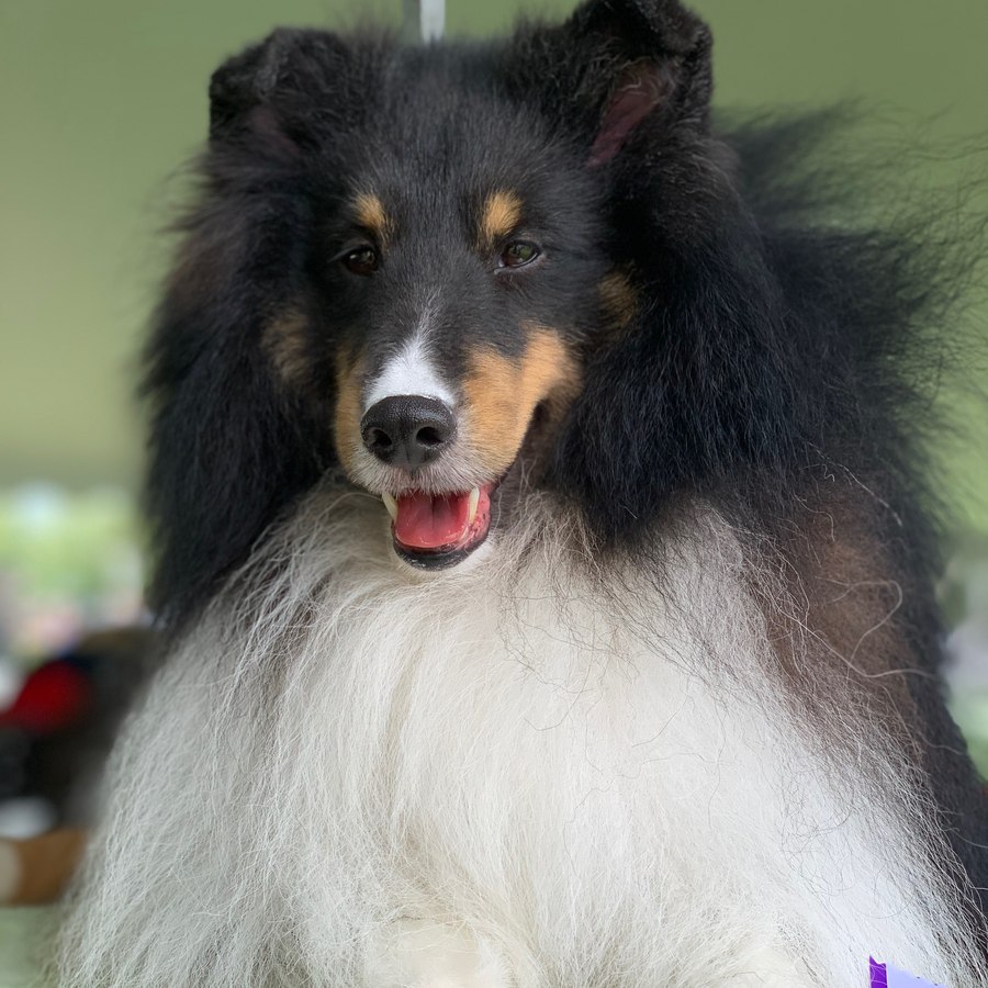 Tri-color Sheltie portrait