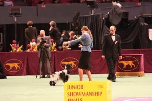 Westminster Junior Showmanship Finals