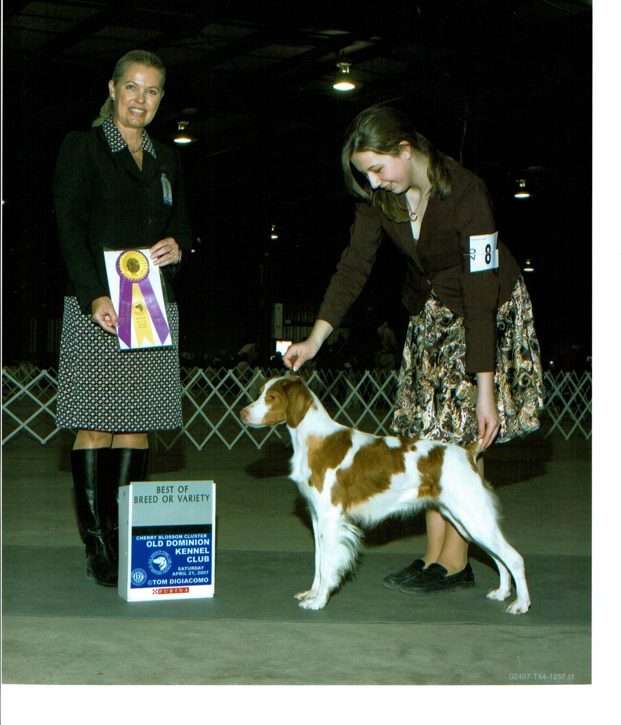 Best of Breed with a Brittany at Old Dominion Kennel Club