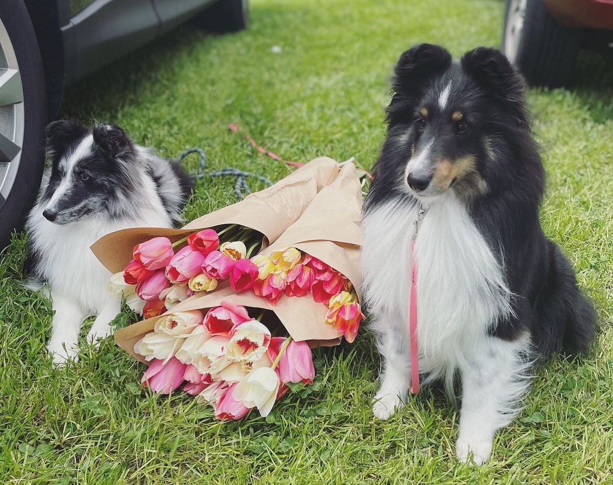 Two Shelties with a bouquet of tulips between them