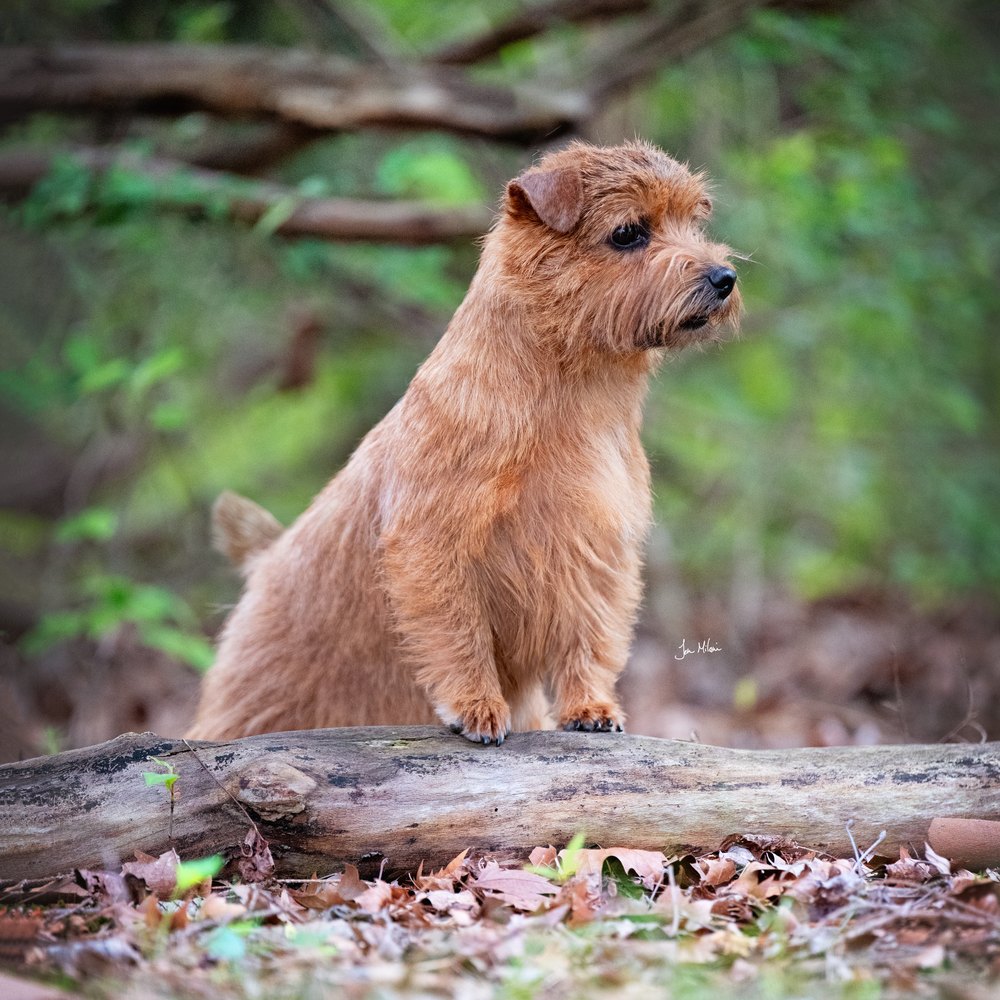 Norfolk Terrier on a log