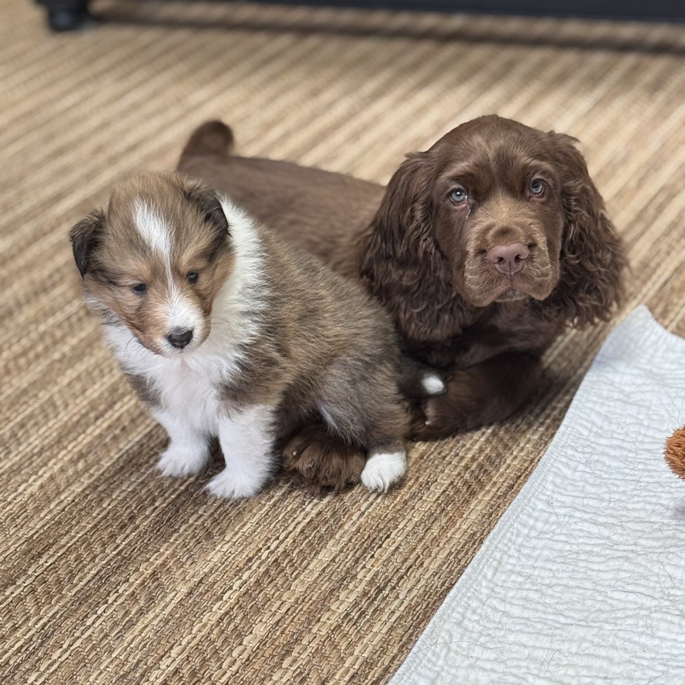 Sussex Spaniel puppy and Sheltie puppy