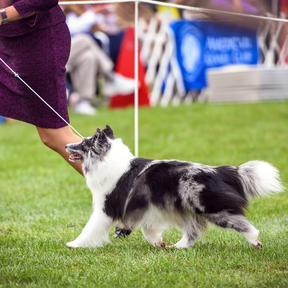 Blue merle Sheltie on the move