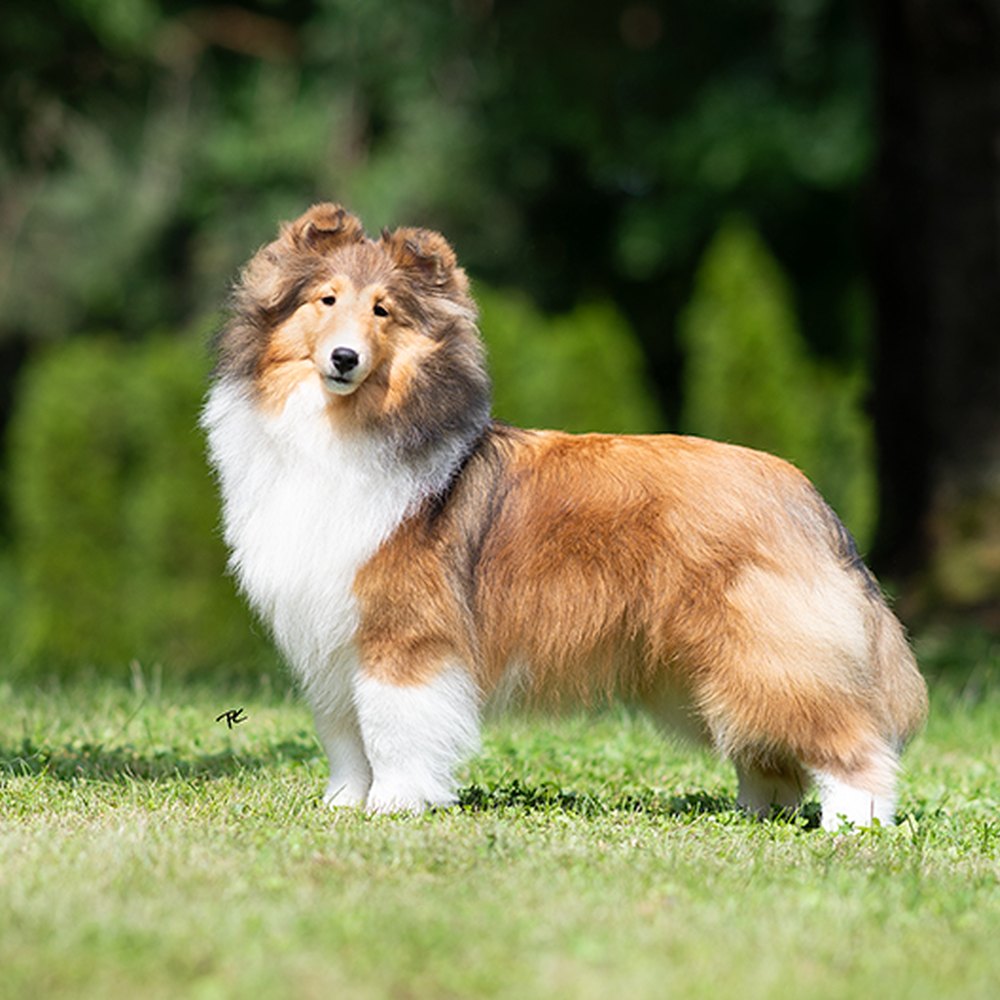 Sable Sheltie