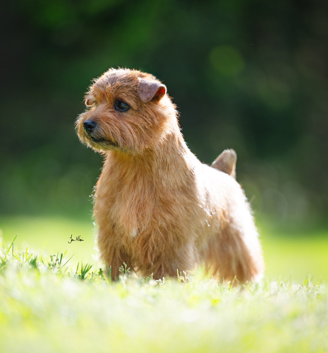 Norfolk Terrier