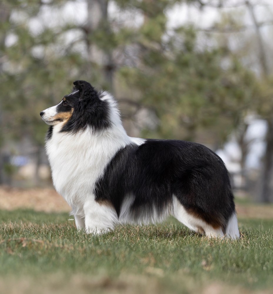 Sable Sheltie