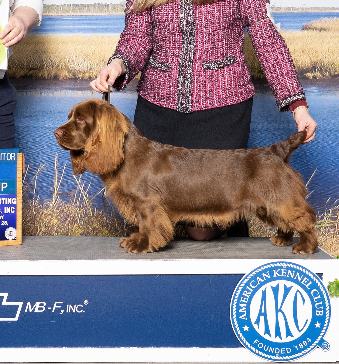 Sussex Spaniel