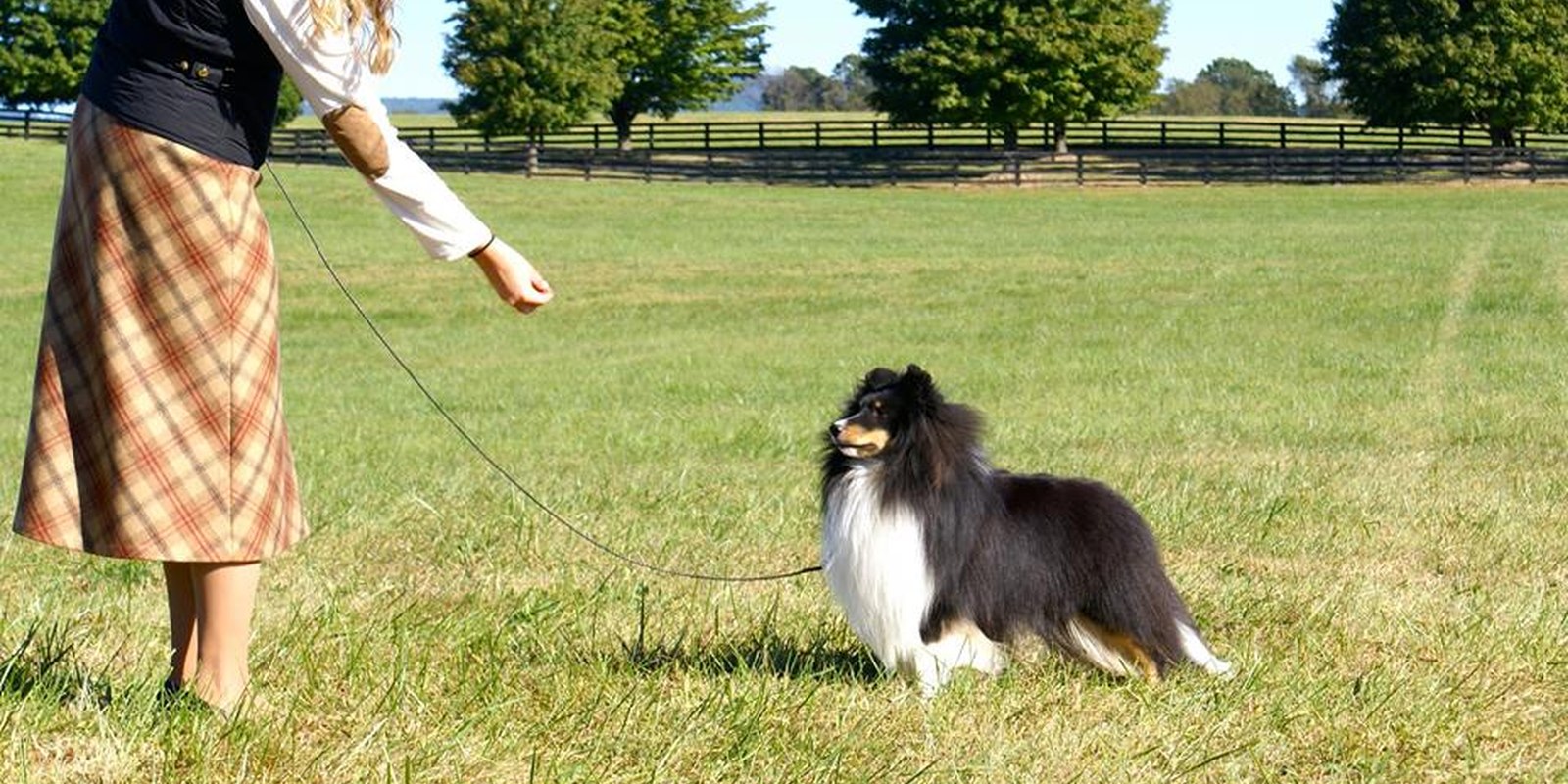 A Clermont Sheltie stacked in an open field