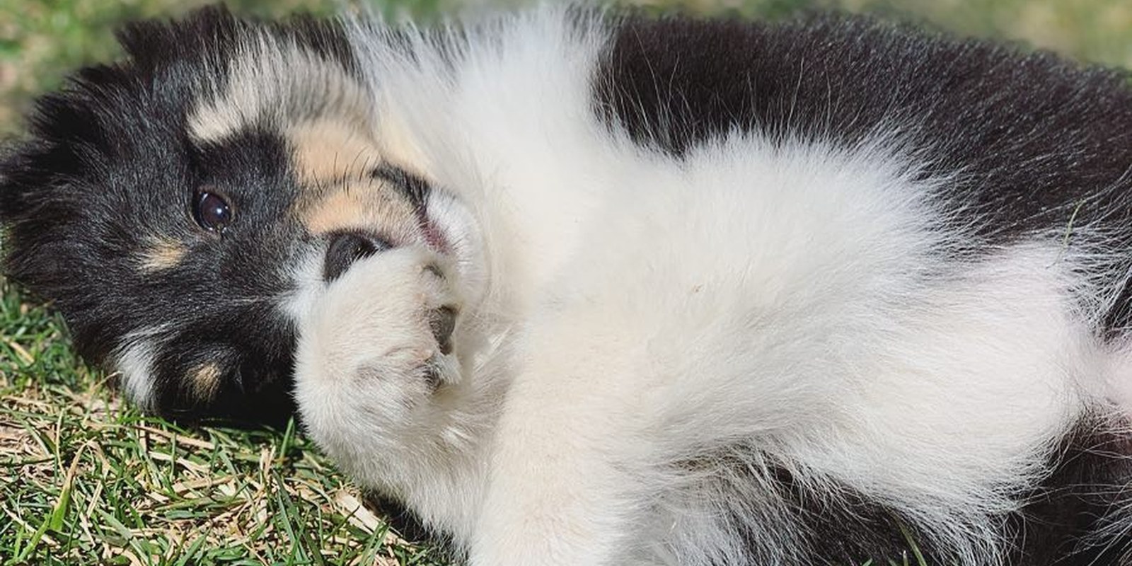 A Sheltie puppy in the grass
