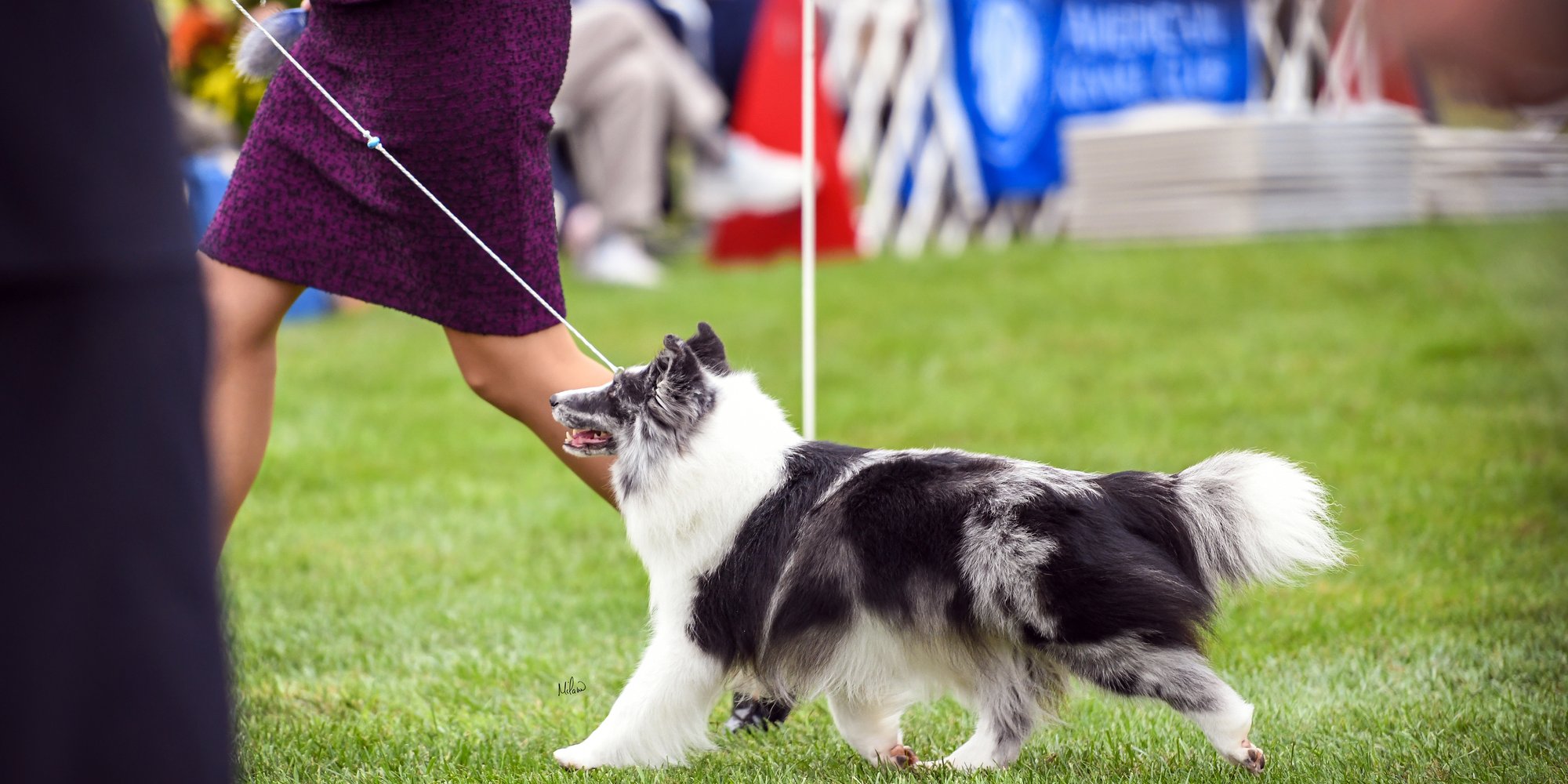 A blue merle Sheltie on the move