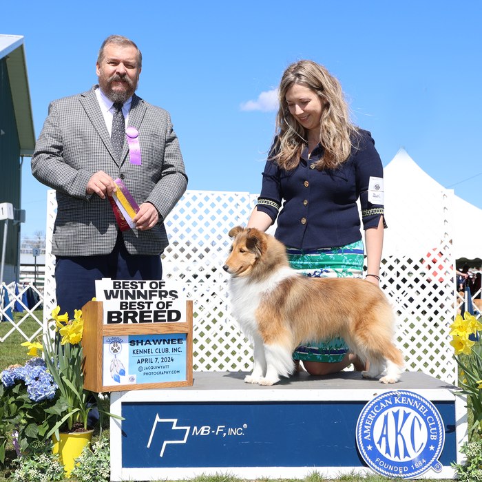 Josie — Best of Winners / Best of Breed