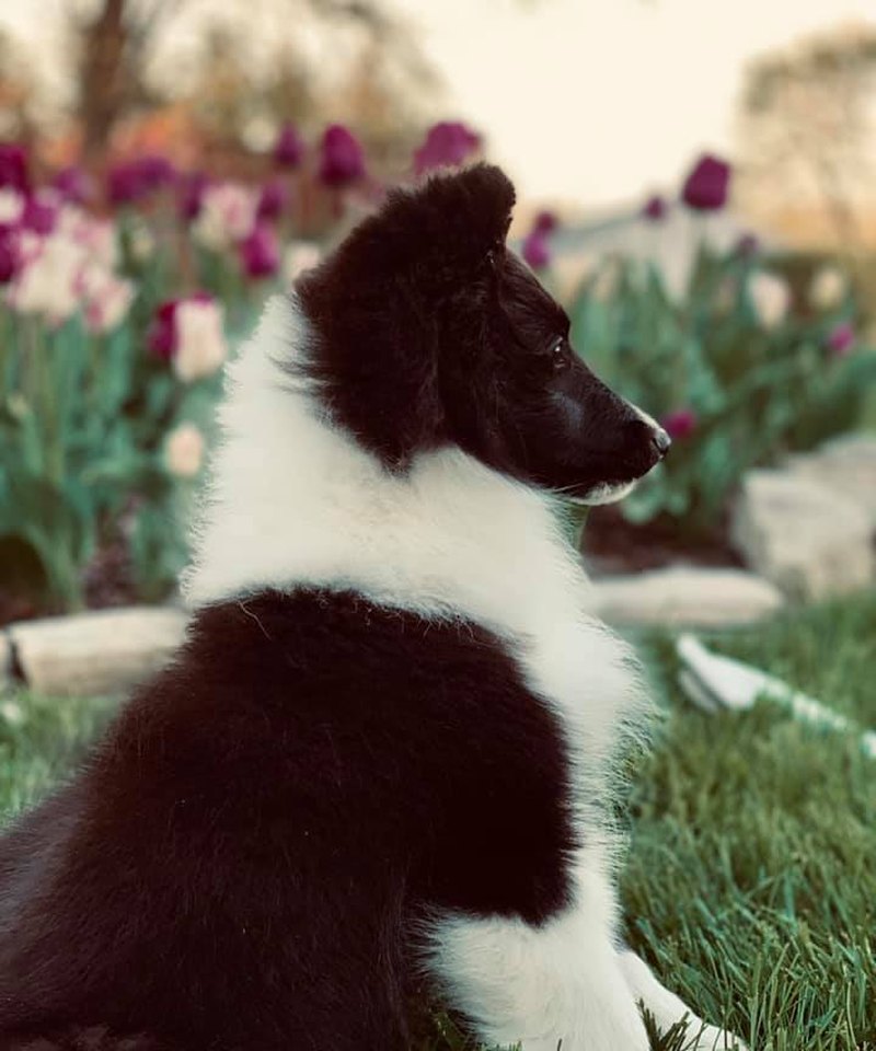 Sheltie puppy in the tulips