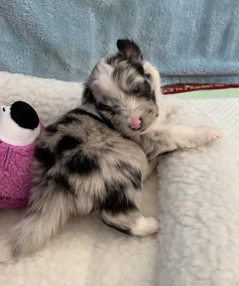 Blue merle Sheltie puppy