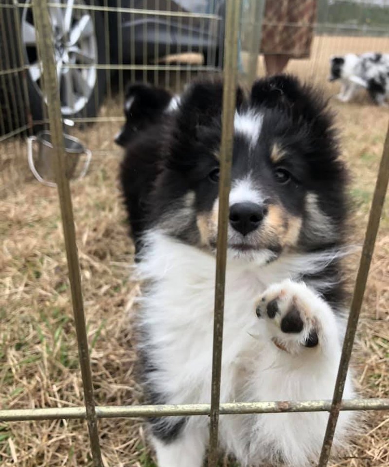 Sheltie puppy