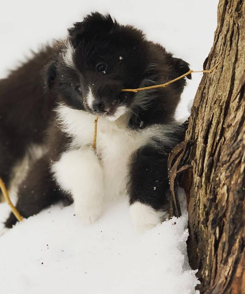 Sheltie puppy in the snow