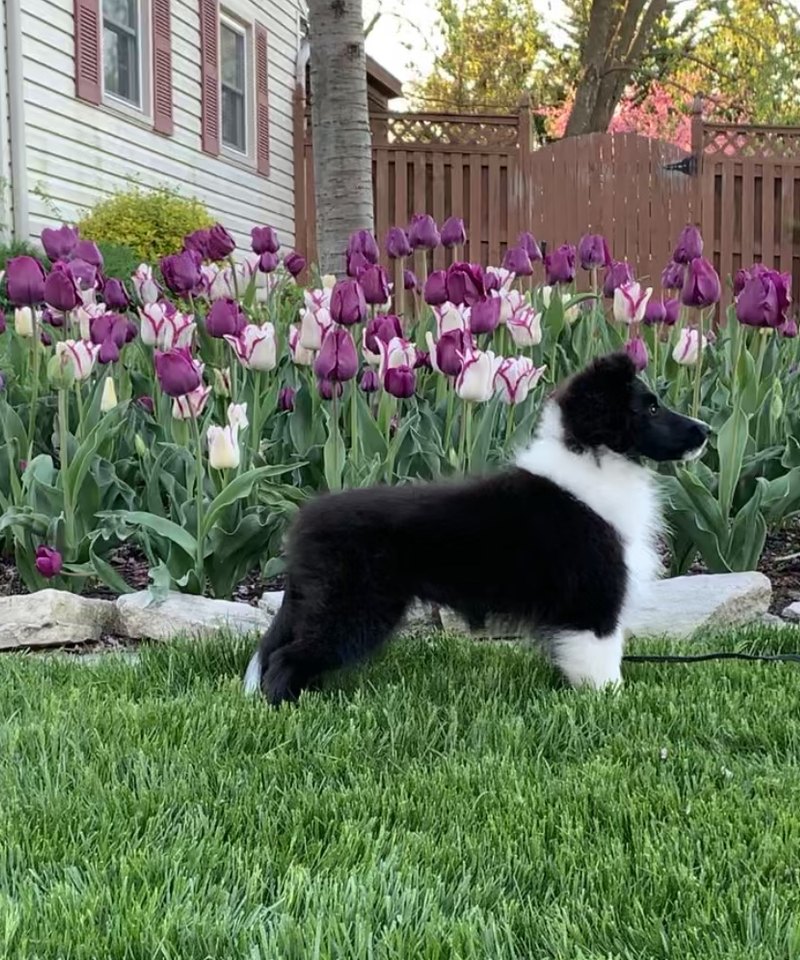 Sheltie puppy in the tulips