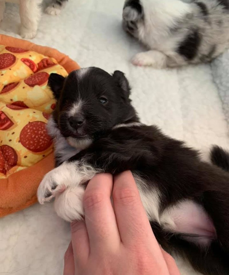 Sheltie puppies